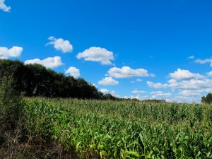 Spain- Camino de Santiago