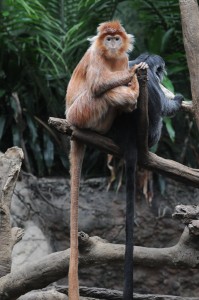 Bronx Zoo