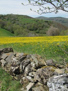 Spain- Camino de Santiago