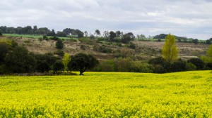 Spain- Camino de Santiago