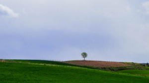 Spain- Camino de Santiago