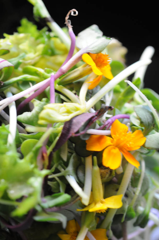 Edible Flowers