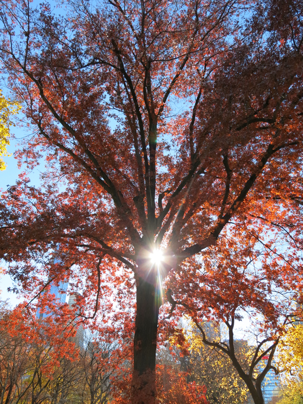 Central Park