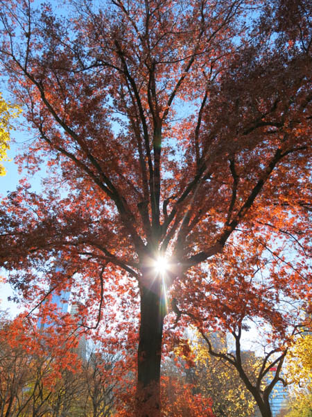 Central Park