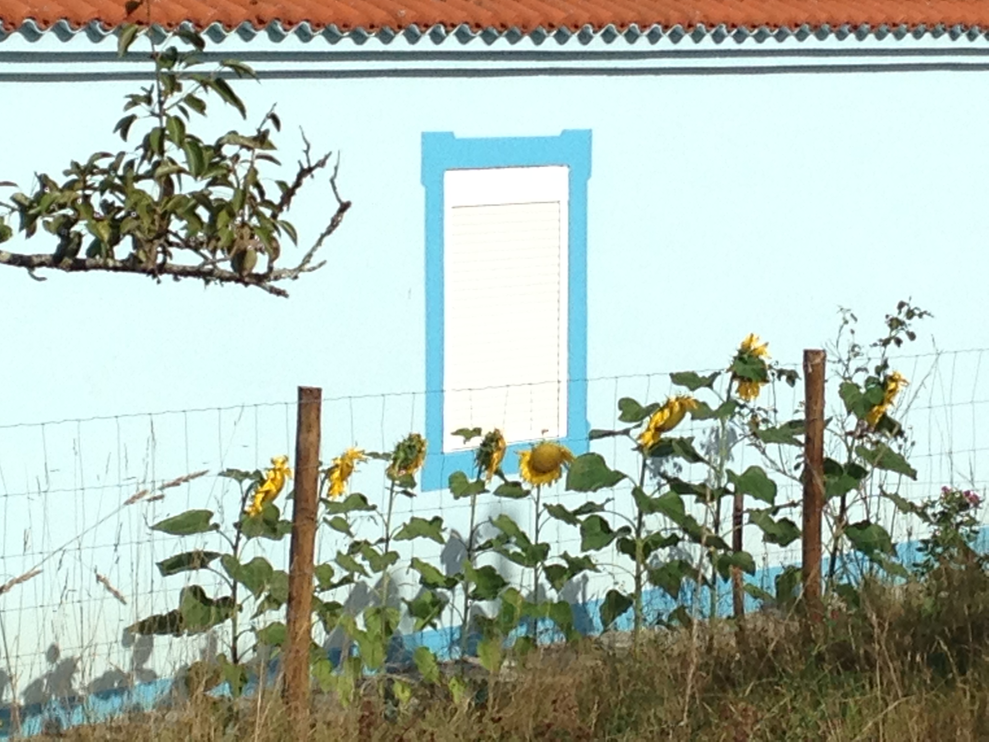 Spain- Camino de Santiago