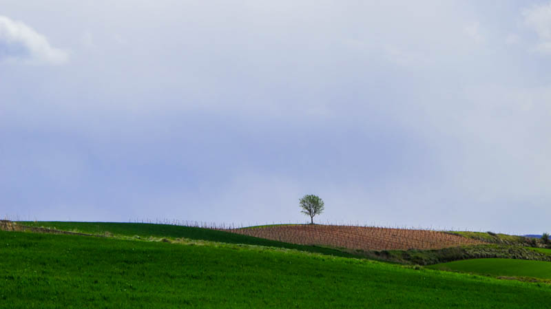 Spain- Camino de Santiago