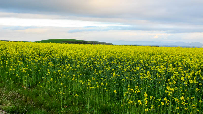 Spain- Camino de Santiago