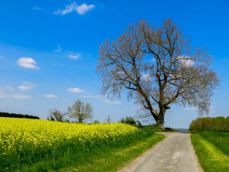 Chinon Plated Stories April 2015-64